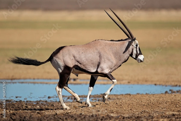 Obraz Running gemsbok antelope, Kalahari desert