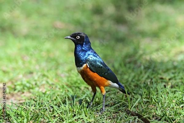 Obraz Colorful superb starling
