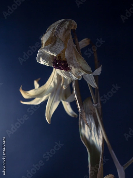 Fototapeta Dried old lily flowers of white color on a dark black background