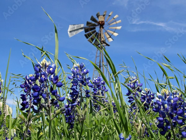 Fototapeta Windmill in the Bluebonnets