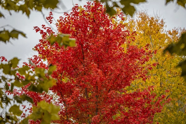 Fototapeta Fall Leaves 2