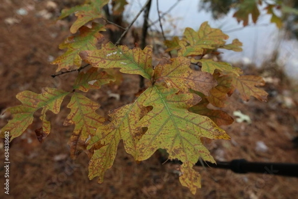 Fototapeta Fall Color - Leaves