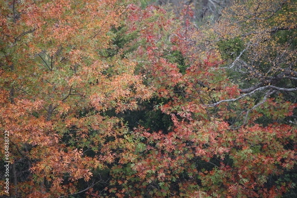 Fototapeta Fall Color - Leaves