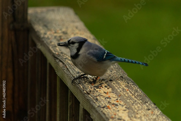 Fototapeta This pretty blue jay came out on the railing of my deck for some birdseed. I love this bird's blue, grey, and black colors. This corvid is in the crow family and can recognize people's faces.