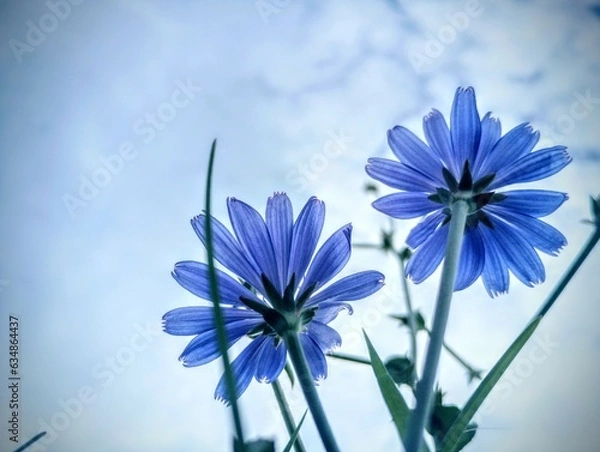 Fototapeta Blue Perspective