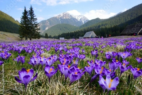 Fototapeta Krokusy w dolinie Chochołowskiej, Tatry, Polska