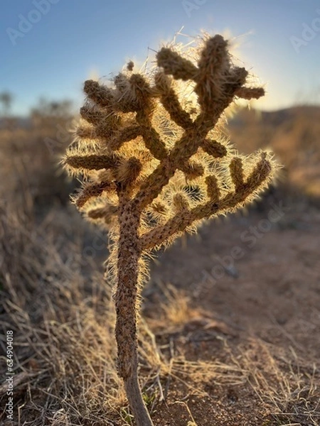 Fototapeta Joshua Tree cactus (Yucca brevifolia)