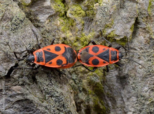 Fototapeta firebug couple (macro crop)