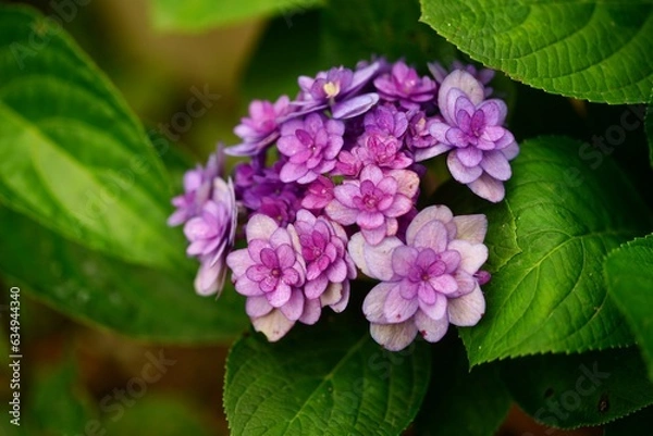 Fototapeta 一輪の紫のアジサイのアップ