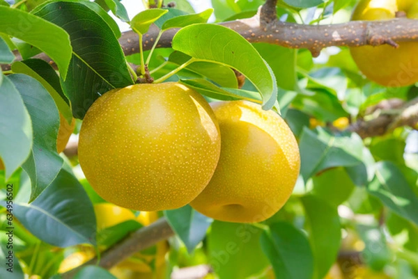 Obraz 果樹園に実った梨の果実 鳥取県 赤梨