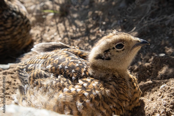 Obraz 立山に生息する雷鳥の雛