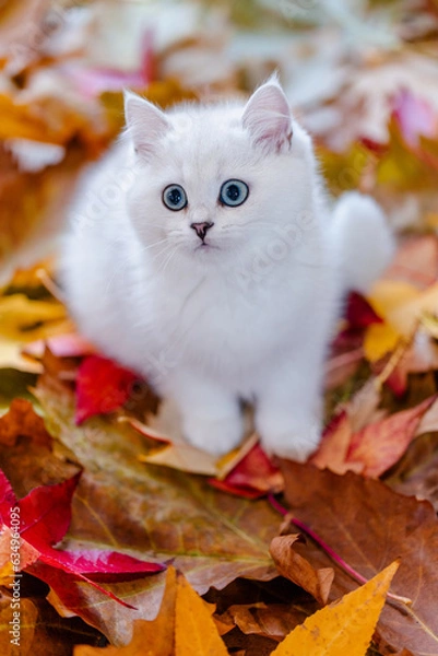 Fototapeta Katze, junges Kätzchen im Herbstlaub, Herbstfarben