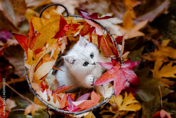 Fototapeta Katze, junges Kätzchen im Herbstlaub, Herbstfarben