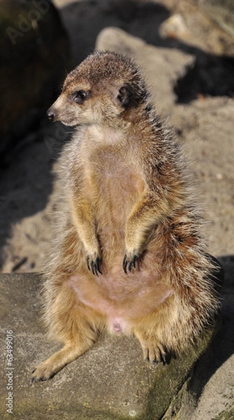 Obraz Meercat