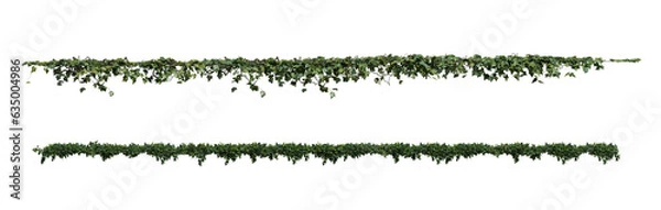 Obraz ivy on a transparent background