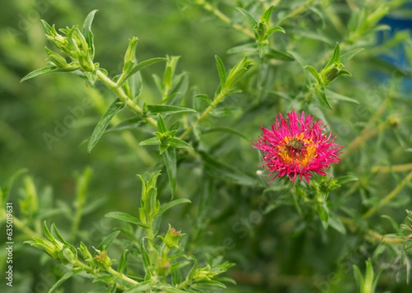 Obraz New England aster Andenken an Alma Potschke 2