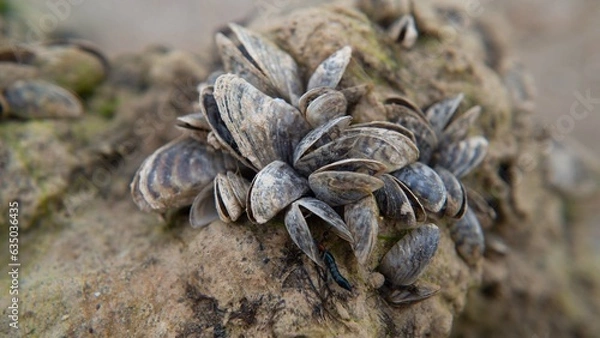 Obraz MEJILLON CEBRA