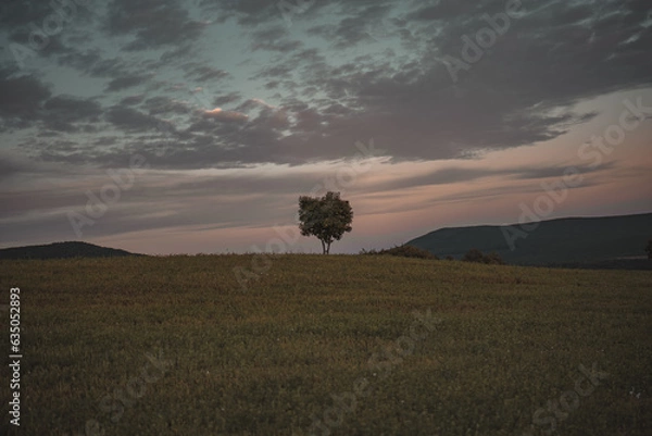Obraz tree in the sunset