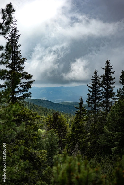 Obraz clouds over the forest