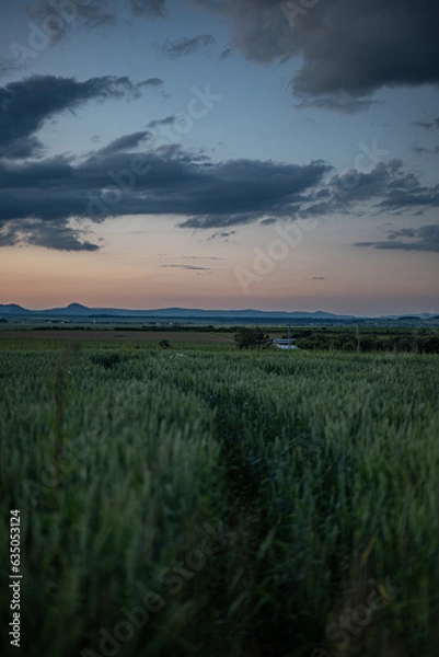 Obraz Sunset over the field