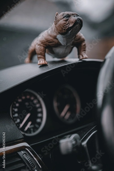 Obraz American bully close up in interior