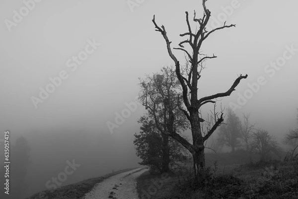 Fototapeta A tree in the fog. Tall, slender tree emerges from thick fog, evoking mystery. Isolated on a hidden road, an atmospheric scene blends beauty and danger, captivating with unsettling allure.
