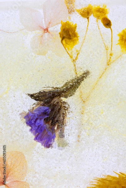 Obraz 氷の中のドライフラワー