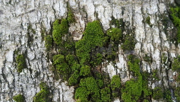 Obraz green moss on a tree