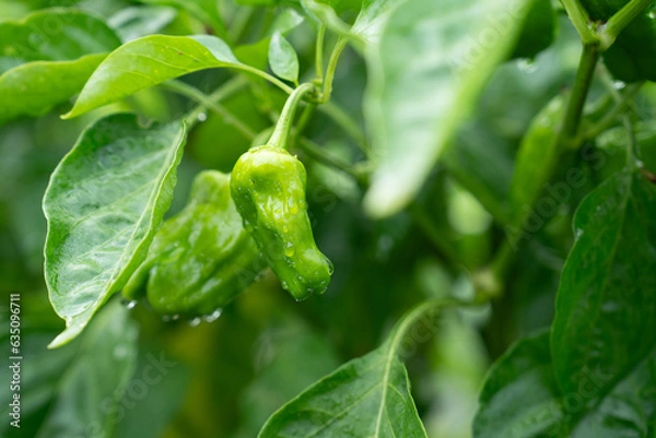 Fototapeta 畑に育った新鮮な雨上がりのピーマン
