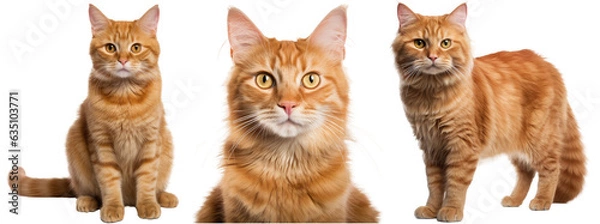 Fototapeta Collection of three cats with red fur, animal bundle isolated on white background as transparent PNG