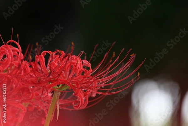 Obraz 赤い彼岸花