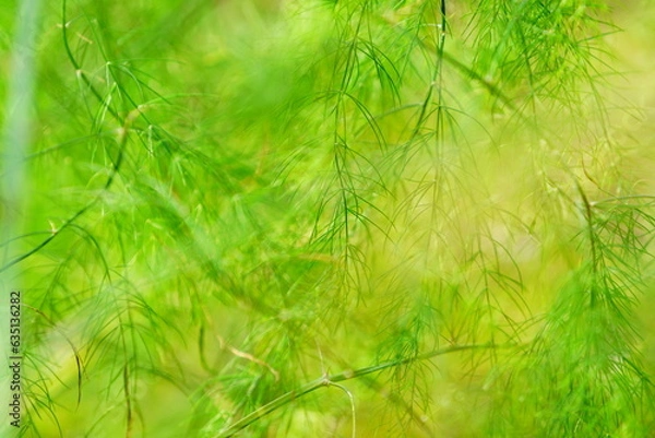 Fototapeta green grass background