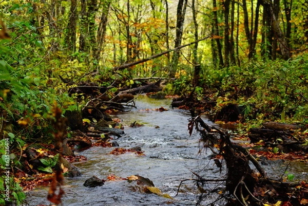 Fototapeta stream in the forest