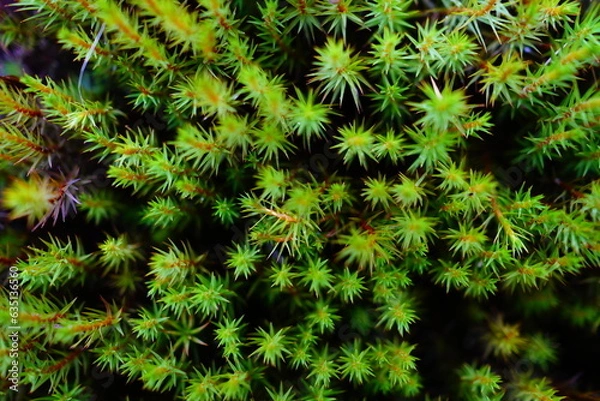 Fototapeta green moss background