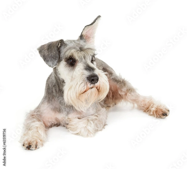 Obraz Cute miniature schnauzer