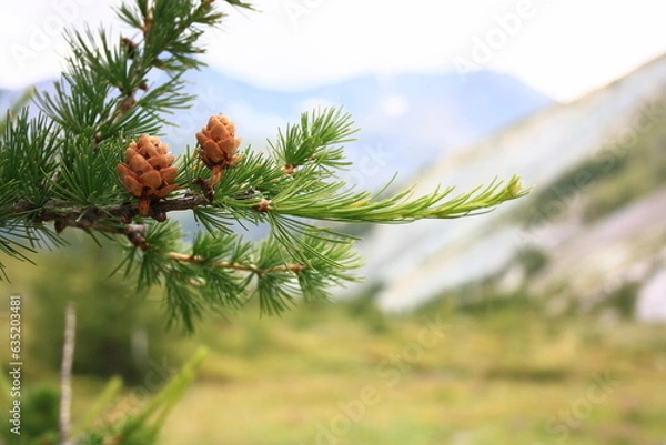 Fototapeta Close view of a branch with cones. Mountain landscape. Altai