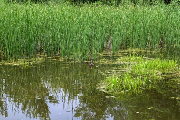 Fototapeta Mallard ducks with hatched ducklings in reeds, breeding season in wild ducks in spring