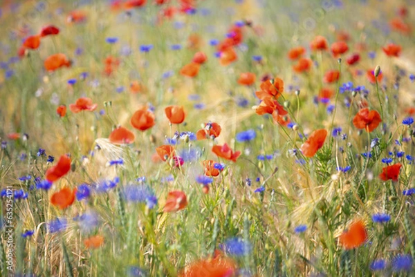 Fototapeta many blooming red poppy in field at sunset