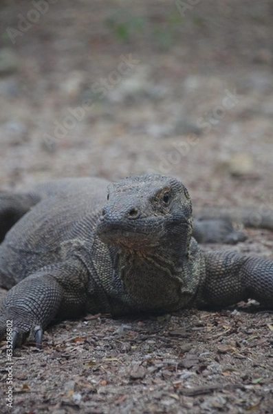 Obraz インドネシア,コモドドラゴン,コモドオオトカゲ