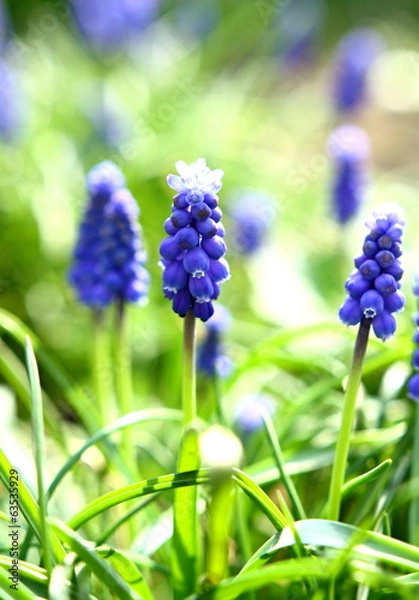 Obraz Armenian grape hyacinth