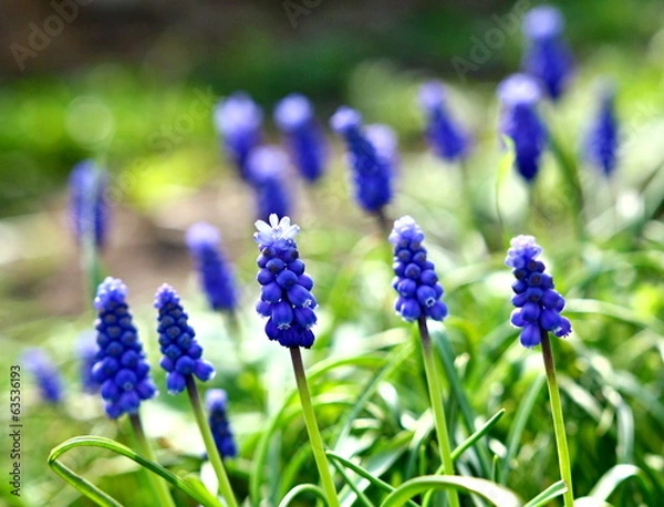 Obraz Armenian grape hyacinth