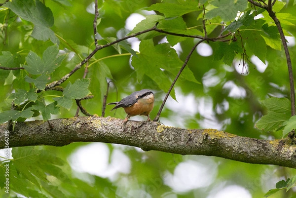 Obraz Nuthatch sitting in green tree