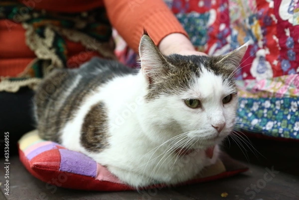 Fototapeta country funny cat outdoor closeup photo relaxing on patchwork pillow