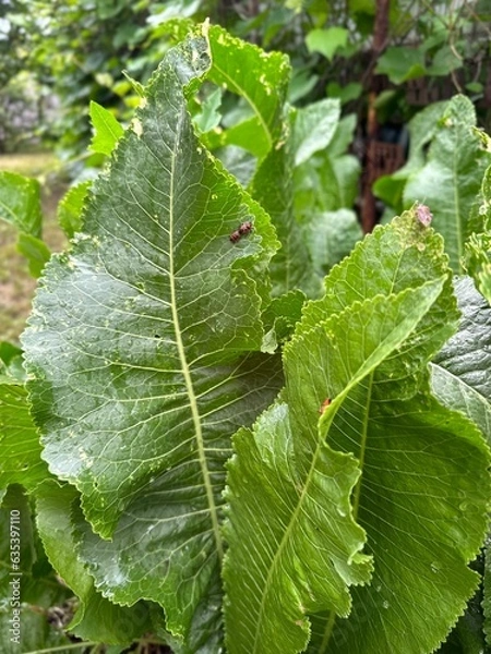 Obraz Summer plants and vegetables