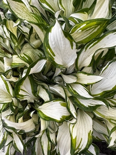 Obraz Summer plants and vegetables