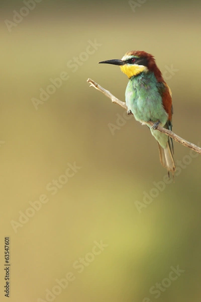 Obraz European Bee Eater