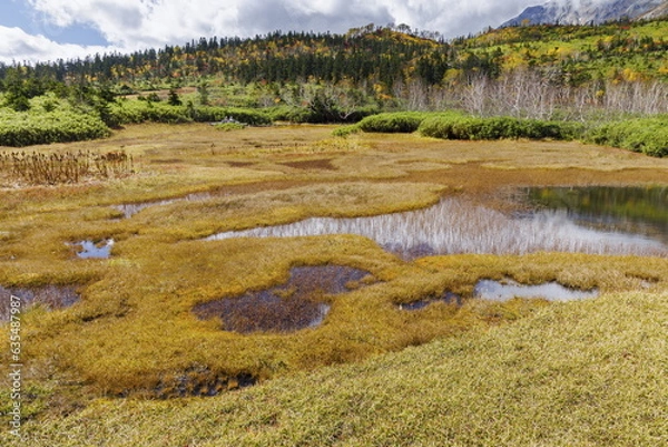 Obraz 秋_紅葉の栂池自然園