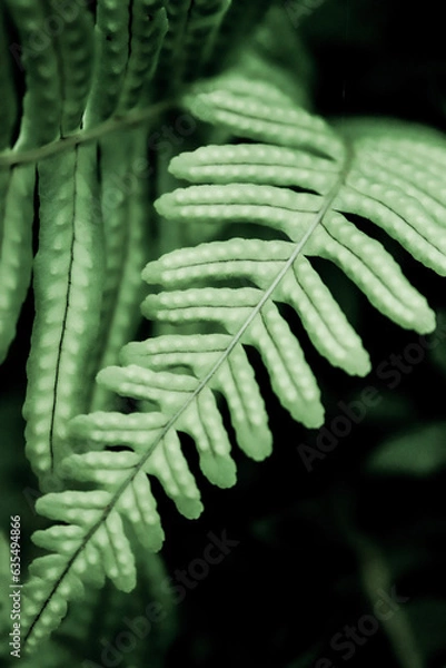 Obraz Fern leaf