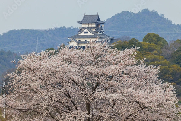Obraz 犬山緑地公園から桜と犬山城天守閣