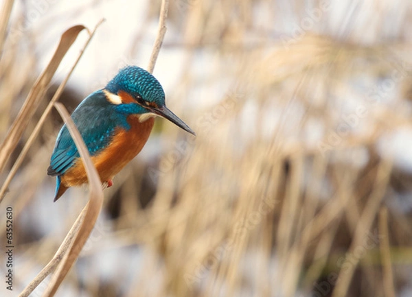 Obraz Blue kingfisher